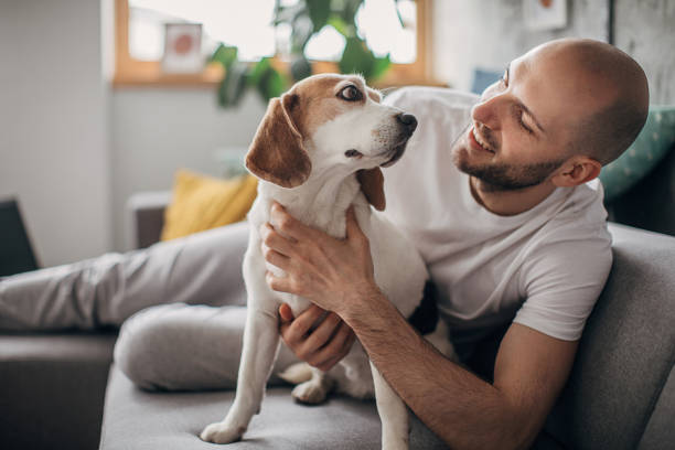 istock Man petting his dog on sofa at home 1226236202