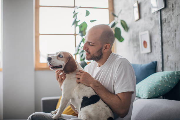 istock Man petting his dog on sofa at home 1226236229