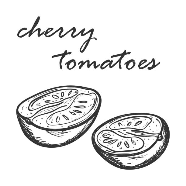 チェリートマトのスケッチを半分にカット。手は白で描かれ、隔離されています。メニューデザイン、レシピ、料理雑誌、食品包装のための装飾的な要素。黒と白のベクトルのイラスト。落� - cherry tomato tomato white background isolated点のイラスト素材／クリップアート素材／マンガ素材／アイコン素材