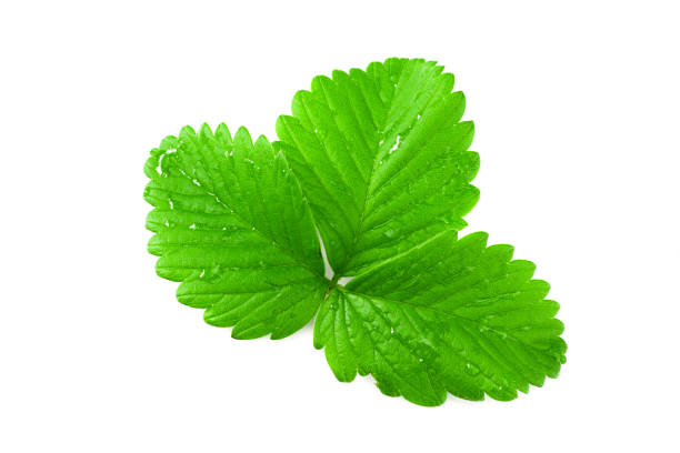 Strawberry leaves isolated on a white background