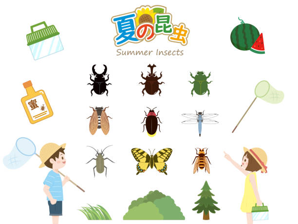 ilustraciones, imágenes clip art, dibujos animados e iconos de stock de insectos de verano - rhinoceros beetles