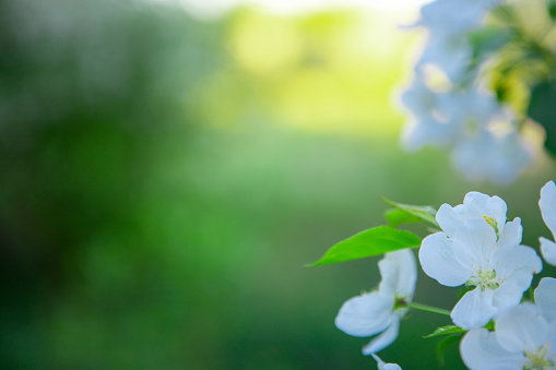 Apple branches on a background of green trees with space for text. Blooming Apple tree in the garden. Copy space.