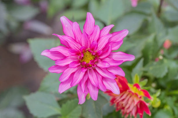 istock Red and white dahlia macro close-up，Dahlia pinnata Cav. 1226240194