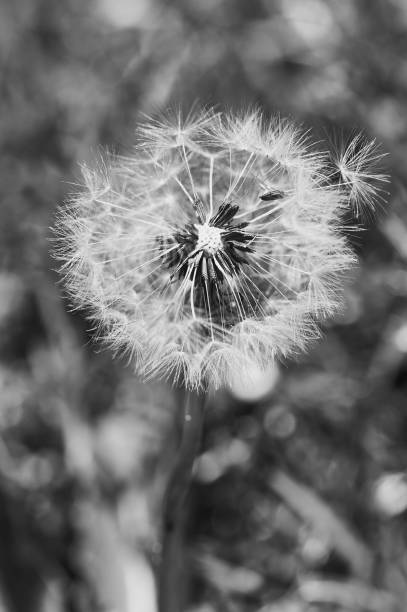 istock dandelion flower in black and white 1226240345