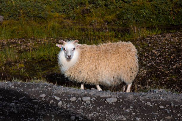 Close up of a sheep walking in freedom in Iceland. The animal is familiar to humans and can be approached without fear. It is surrounded by low green vegetation