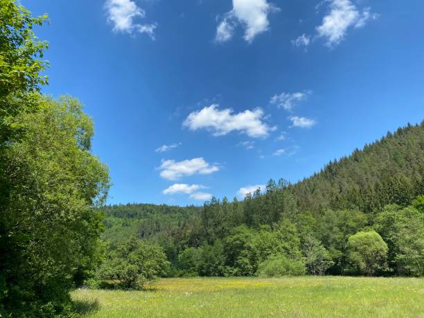 istock Uncultivated meadow, Black Forest, Germany 1226240474