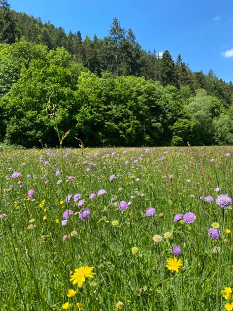 istock Wild flowers on meadow, Black Forest, Germany 1226240513