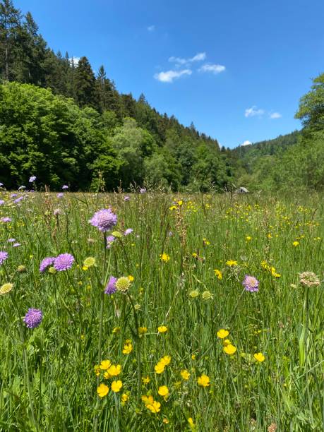 istock Wild flowers on meadow, Black Forest, Germany 1226240945