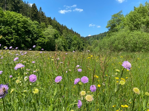 Wild flowers on meadow, Black Forest, Germany