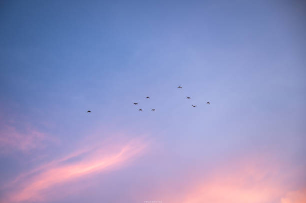 istock Birds flying in colorful sky at sunset 1226242421