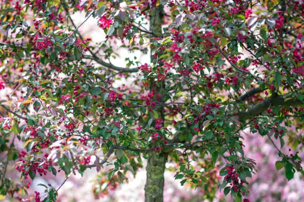 Photo of Blooming pink trees in the park.
