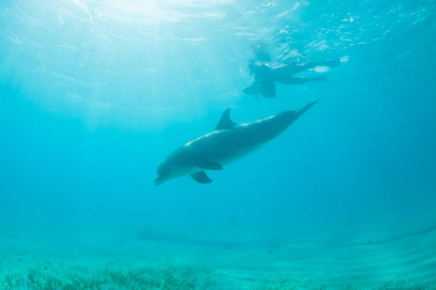 Two dolphins gracefully swim in the turquoise waters of Shark Bay, showcasing their playful nature under the sunny sky. This vibrant marine environment is home to diverse wildlife.