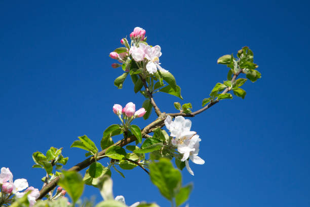 istock Twig with apple blossom on blue sky 1226244491