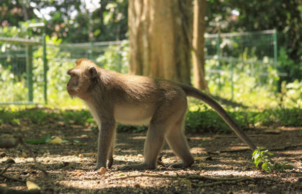 istock Male macaque full body profile, Ubud Monkey Forest 1226246016