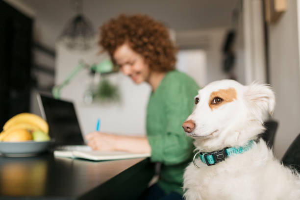 istock Beautiful young woman setting up her home office 1226246814