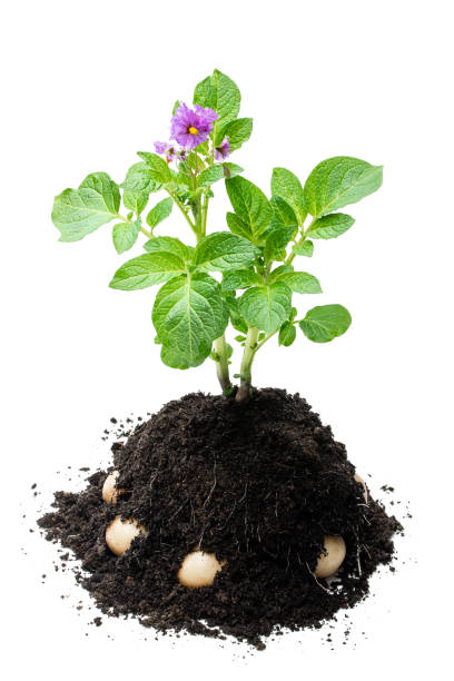 Potato bush without flowers in soil isolated on white
