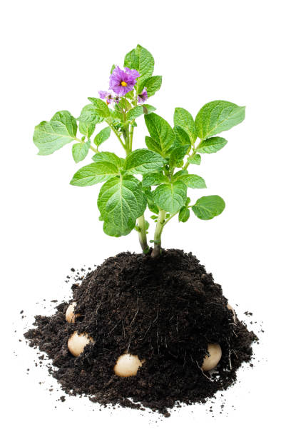 potato bush without flowers in soil isolated on white - raw potato field agriculture flower imagens e fotografias de stock