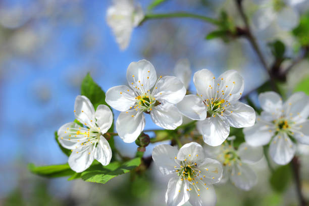 flowering cherry tree close up in spring sunny day and blue sky