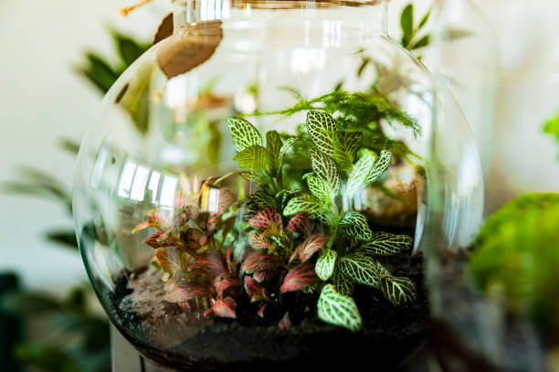istock Set of beautiful jars with live forest with self ecosystem, terrariums, forest in a jar 1226248428
