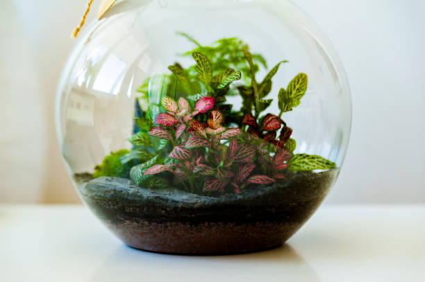 istock Set of beautiful jars with live forest with self ecosystem, terrariums, forest in a jar 1226248437