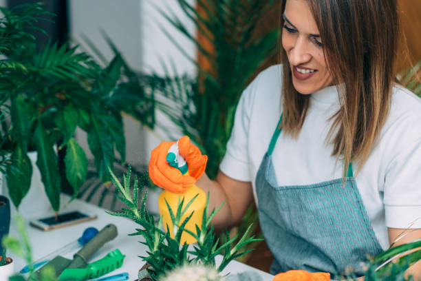 istock Woman Spraying Potted Plants on the Table 1226248441