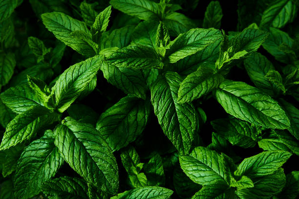 pianta di menta, mentha, in crescita in primavera - menta verde foto e immagini stock