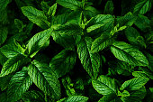 Mint plant, Mentha, growing in the springtime