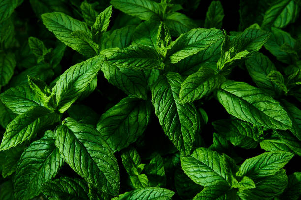 Mint plant, Mentha, growing in the springtime Looking from above on the tops of the leaves of a mint plant in a terracotta pot growing outdoors after dawn. mint green stock pictures, royalty-free photos & images