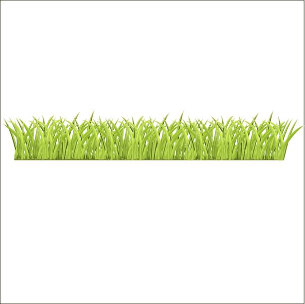 istock row of fresh green grass for you 1226248900