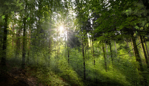 istock Panorama of a forest with sunlight 1226248909