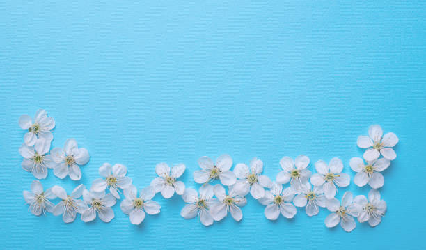 istock sheet for writing on a light blue background with cherry flowers 1226249017