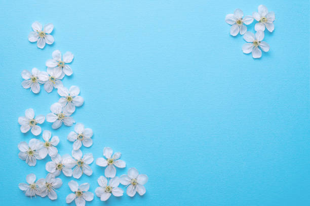 istock sheet for writing on a light blue background with cherry flowers 1226249021
