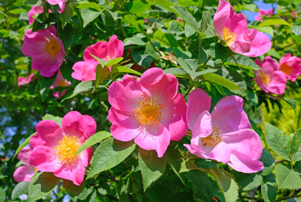 close-up de uma flor rosa gallica florescendo ( rosa francesa ) - gallica rose - fotografias e filmes do acervo
