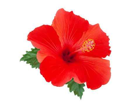 Red hibiscus flower with leaves isolated on white