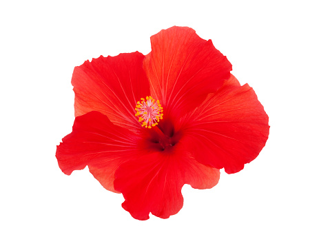 Top view of a red hibiscus flower isolated on white