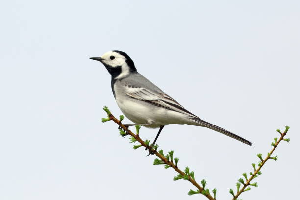 istock Motacilla alba. White Wagtail close-up in the Arctic 1226251639