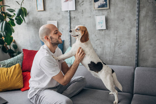istock Young man playing with his beagle dog at home 1226251721