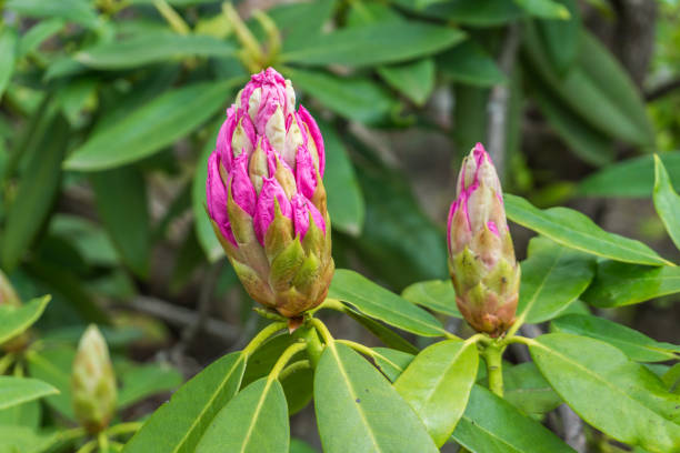 Pink Rhododendron buds are about to open in a garden in Seatac, Washington.