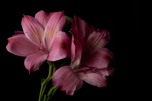 Pink Peruvian Lily, or Lily of the Incas, flower on a black background