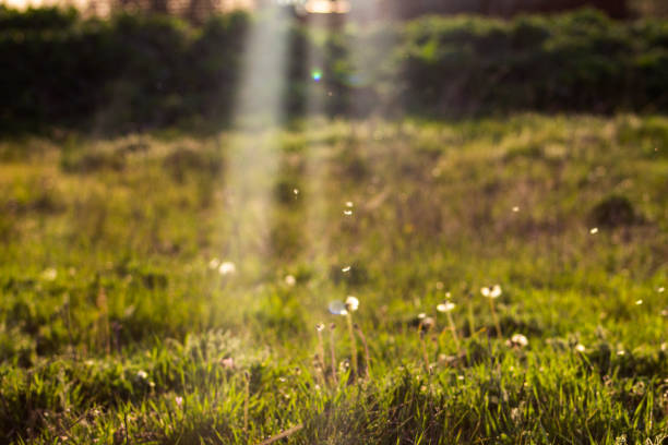 istock Meadow with dandelions and rays of the sun 1226253305