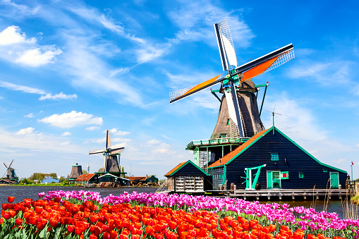 Typical iconic landscape in the Netherlands, Europe. Traditional old dutch windmills with house, blue sky near river with tulips flowers flowerbed in the Zaanse Schans village, Netherlands