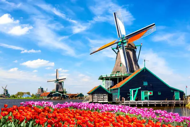 Photo of Typical iconic landscape in the Netherlands, Europe. Traditional old dutch windmills with house, blue sky near river with tulips flowers flowerbed in the Zaanse Schans village, Netherlands.