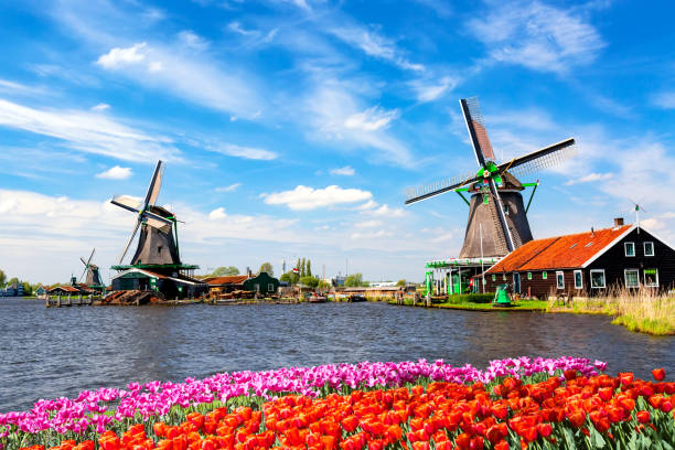 paisaje icónico típico en los países bajos, europa. antiguos molinos de viento holandeses tradicionales con casa, cielo azul cerca del río con tulipanes flores flores en el pueblo de zaanse schans, países bajos. - windmill architecture traditional culture mill fotografías e imágenes de stock