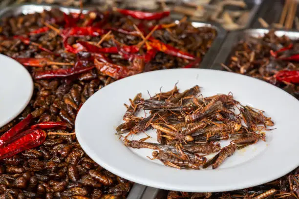 Deep fried grasshoppers in Zhujiajiao Old Town in Shanghai, China at the street market window. Exotic street food in China.