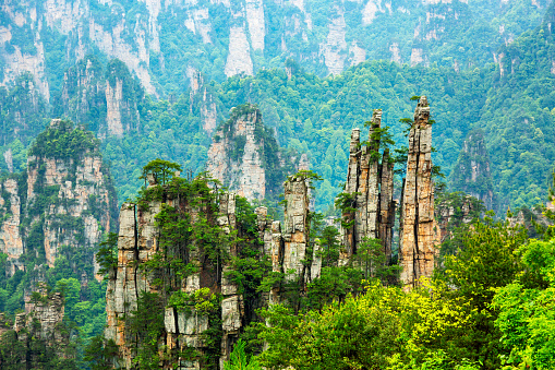 Zhangjiajie National Forest Park. Emperor's Brushes gigantic quartz pillar mountains rising from the canyon. Tianzi mountain. Hunan, China