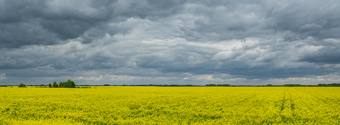 Panorama spring Belarusian landscape. Bright yellow flower fields with dark clouds.