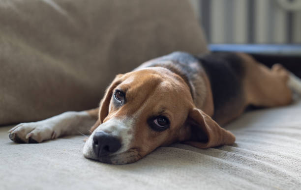 istock Resting beagle dog on the couch. Beggingly looks at the owner. Pets. 1226254092