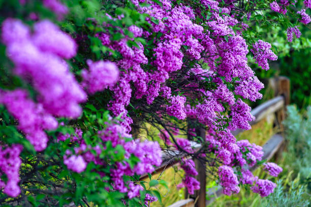 Purple Lilac Flowers Blooming in Springtime - Softly focused background and focused on specific garden flowers along rural wooden fence.