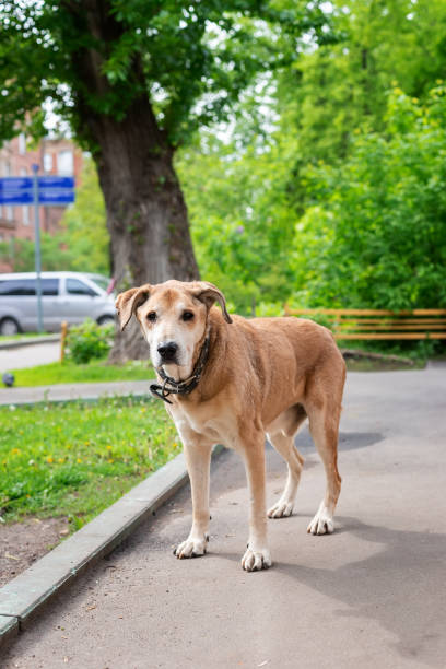 istock Dog on the street 1226255270