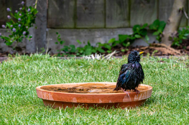 een natte spreeuwvogel die enkel uit het vogelbad heeft gekregen - bird water bath garden stockfoto's en -beelden